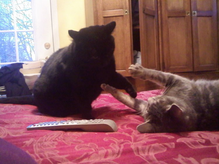 Name:  Sophie and Inky.jpg
Views: 289
Size:  66.6 KB
