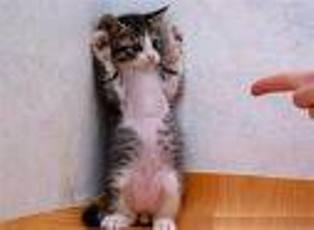 Name:  kitty.jpg
Views: 280
Size:  7.7 KB
