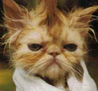 Name:  animal010[1].jpg
Views: 28
Size:  8.0 KB