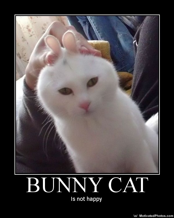Name:  633673051820556529-bunnycat[1].jpg
Views: 155
Size:  80.9 KB