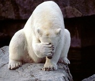 Name:  animals,bear,funny-aab480b9be50152ef97323457ff5a366_m[1].jpg
Views: 28
Size:  13.6 KB