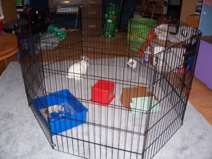 Name:  Bunny binky room small.jpg
Views: 155
Size:  119.2 KB