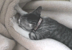 Name:  catmassage.gif
Views: 3025
Size:  154.0 KB