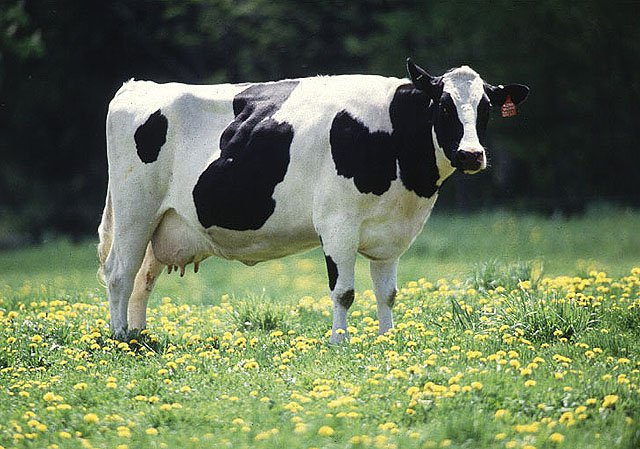 Name:  cow.jpg
Views: 67
Size:  85.6 KB