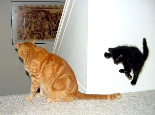 Name:  cat.jpg
Views: 1555
Size:  37.8 KB