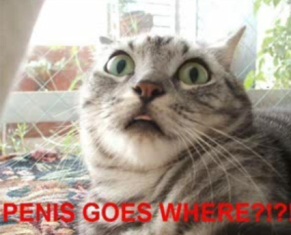 Name:  very_funny_cats.jpg
Views: 1405
Size:  26.1 KB