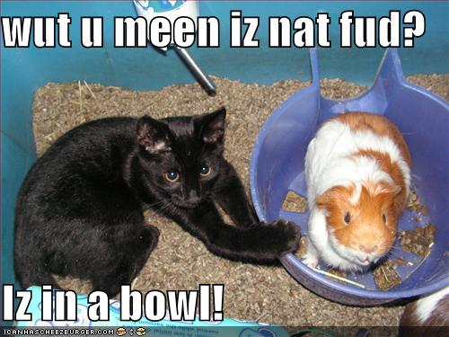 Name:  funny-pictures-cat-wonders-why-the-guinea-pig-is-not-food.jpg
Views: 33005
Size:  42.5 KB