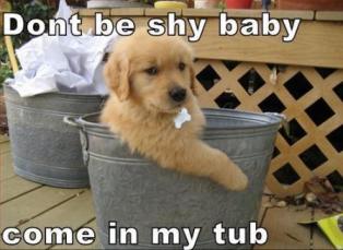 Name:  dont-be-shy.jpg
Views: 19
Size:  16.9 KB