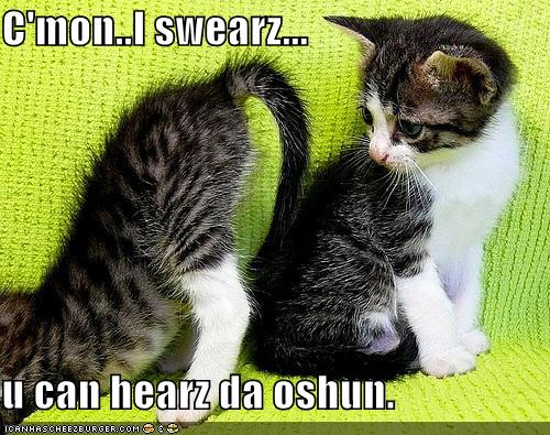 Name:  funny-pictures-kittens-butt-hear-ocean.jpg
Views: 1064
Size:  64.4 KB