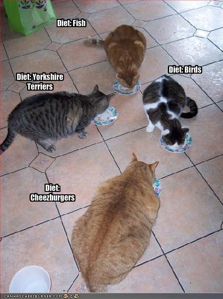 Name:  funny-pictures-the-diets-of-four-feeding-cats.jpg
Views: 8860
Size:  56.2 KB