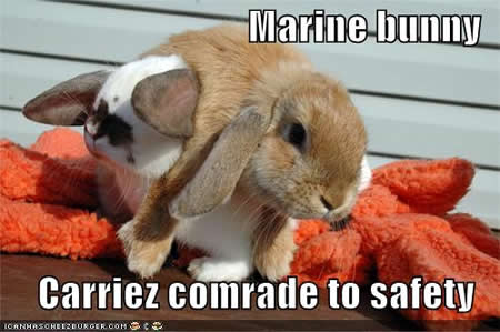 Name:  funny-pictures-marine-bunny[1].jpg
Views: 158015
Size:  24.1 KB