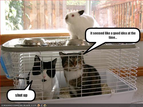 Name:  funny-pictures-cats-are-trapped-in-a-rabbit-cage.jpg
Views: 83110
Size:  39.3 KB