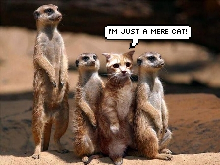 Name:  mere cat.jpg
Views: 1396
Size:  114.1 KB