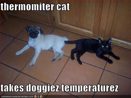 Name:  thermomitercat128390668860312500.jpg
Views: 1304
Size:  29.9 KB