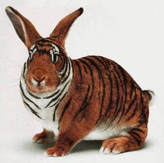 Name:  tigerrabbit.jpg
Views: 5578
Size:  18.3 KB