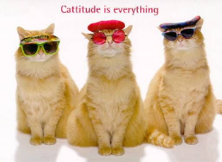 Name:  catitude.bmp
Views: 346
Size:  211.2 KB