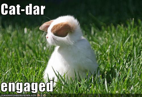 Name:  funny-pictures-catdar-engaged.jpg
Views: 3984
Size:  38.5 KB
