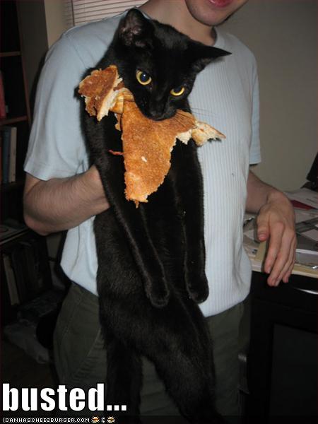 Name:  funny-pictures-busted-cat.jpg
Views: 1325
Size:  31.4 KB