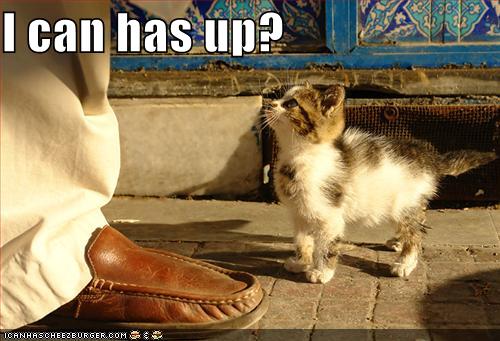 Name:  funny-pictures-kitten-wants-elevation.jpg
Views: 1041
Size:  38.6 KB