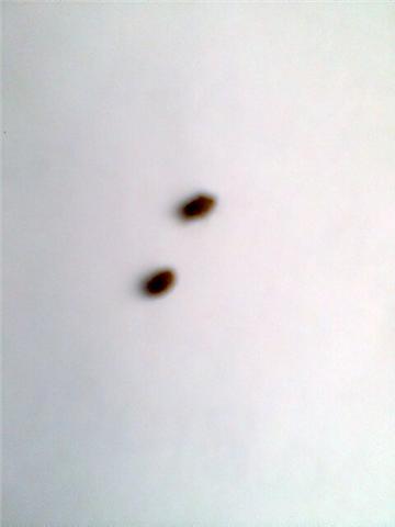 Name:  2 brain bugs.jpg
Views: 42969
Size:  8.1 KB