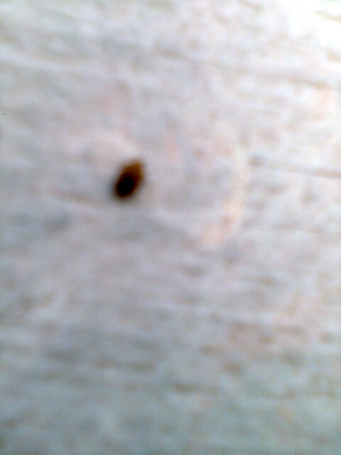 Name:  brain bug.jpg
Views: 42517
Size:  31.7 KB
