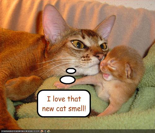 Name:  funny-pictures-cat-likes-the-smell-of-kittens2.jpg
Views: 65144
Size:  37.8 KB