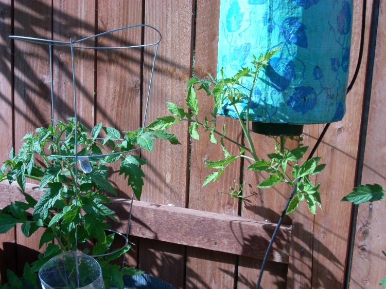 Name: tomatoes and golf 2009 018.jpg
Views: 1686
Size: 120.1 KB