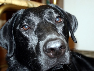 Name:  sniff.jpg
Views: 40
Size:  43.6 KB