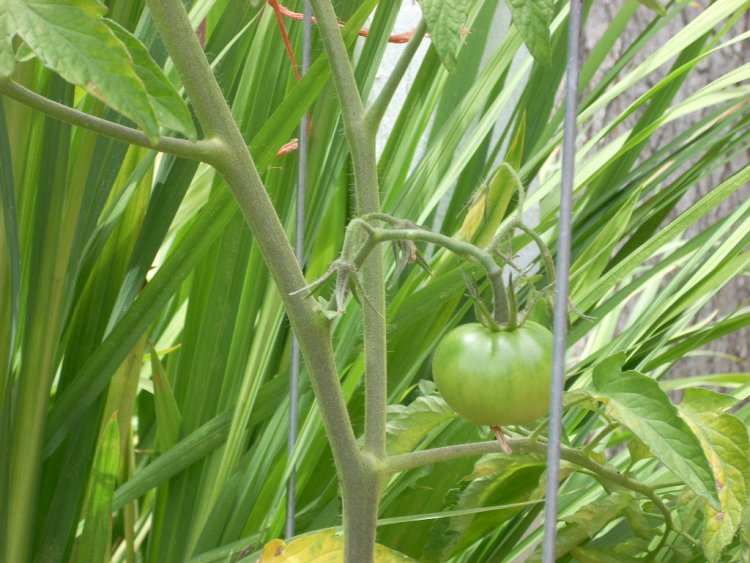 Name:  tomatoes and golf 2009 050.jpg
Views: 3280
Size:  94.9 KB