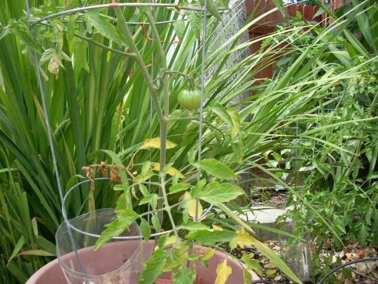 Name:  tomatoes and golf 2009 051.jpg
Views: 2641
Size:  139.0 KB