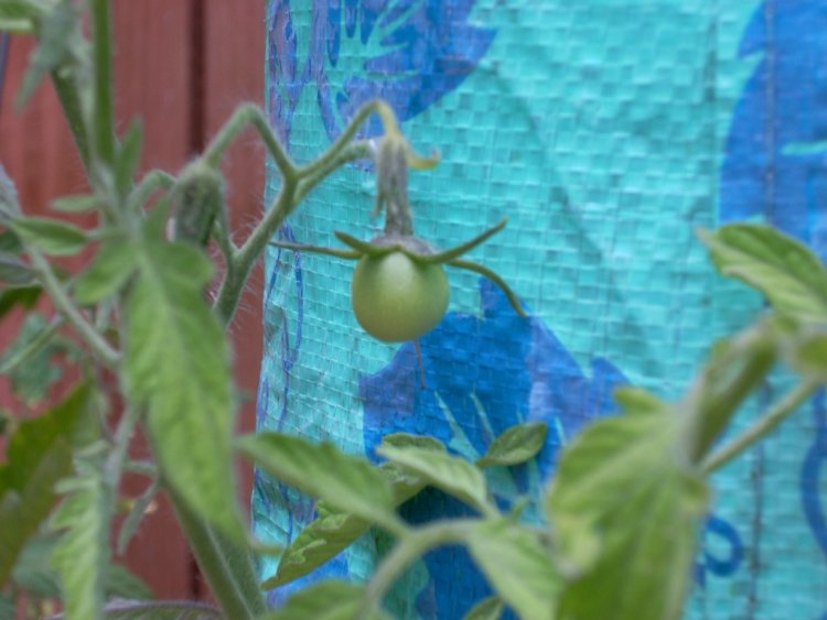 Name:  tomatoes and golf 2009 048.jpg
Views: 2535
Size:  61.2 KB