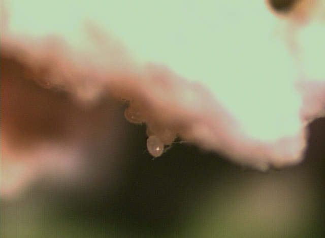 Name:  LEAF_2X.jpg
Views: 92
Size:  16.4 KB