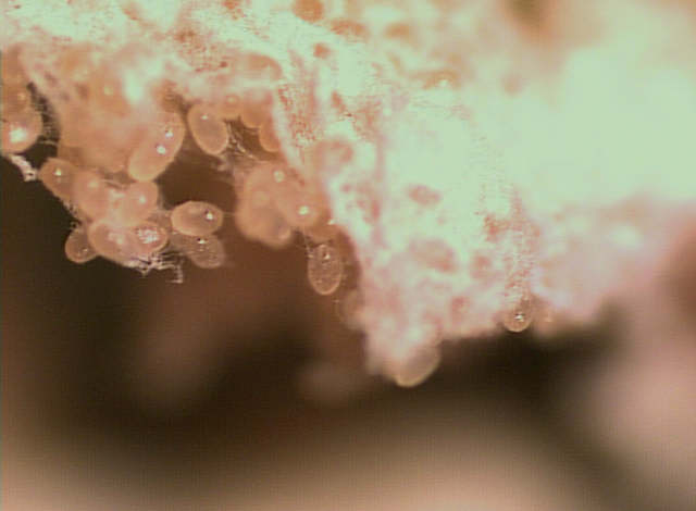 Name:  LEAF_3X.jpg
Views: 90
Size:  24.1 KB