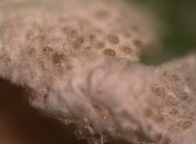 Name:  LEAF_!X.jpg
Views: 92
Size:  24.2 KB