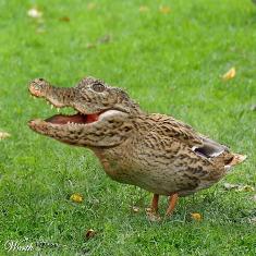 Name:  Duck_crocodile%5B1%5D.jpg
Views: 37
Size:  15.5 KB