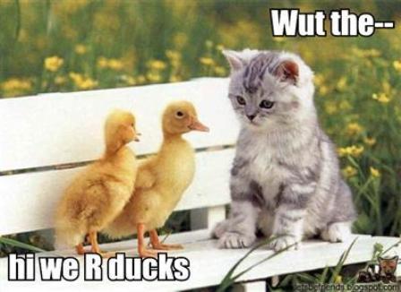 Name:  ducks.jpg
Views: 259
Size:  25.7 KB