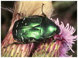 Name:  cetonia_aurata_rskey.jpg
Views: 589
Size:  31.5 KB