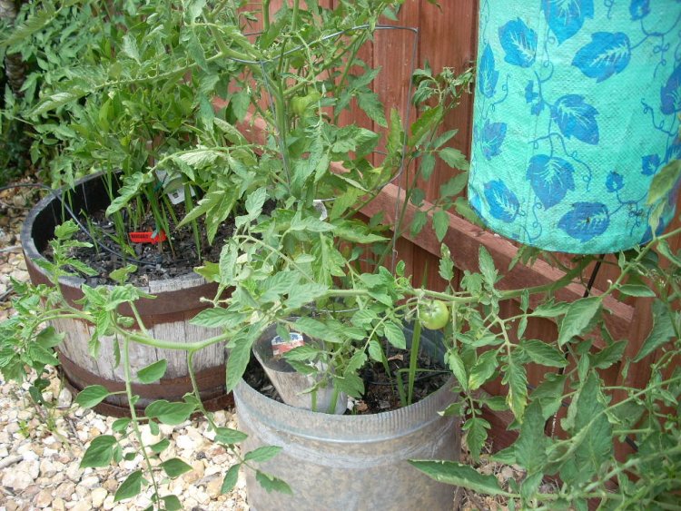 Name:  tomatoes and golf 2009 100.jpg
Views: 3002
Size:  138.8 KB