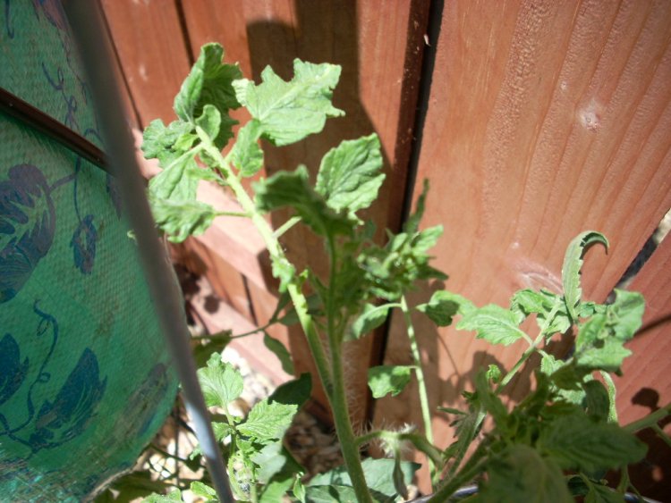Name:  tomatoes and golf 2009 061.jpg
Views: 286
Size:  84.9 KB
