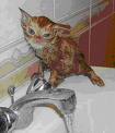 Name:  images[3].jpg
Views: 24
Size:  3.0 KB