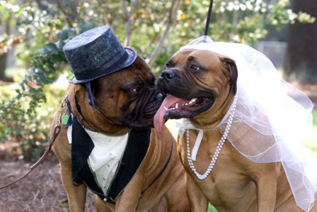 Name:  wedding.jpg
Views: 108
Size:  37.4 KB