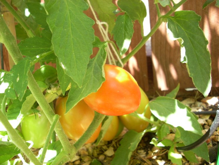 Name:  tomatoes and golf 2009 002.jpg
Views: 379
Size:  81.2 KB