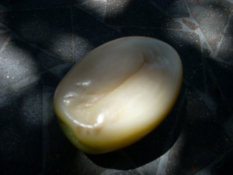 Name:  tomatoes and golf 2009 003.jpg
Views: 360
Size:  47.2 KB
