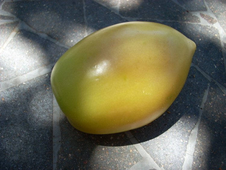 Name:  tomatoes and golf 2009 004.jpg
Views: 475
Size:  71.2 KB