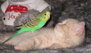 Name:  KITTEN.bmp
Views: 5750
Size:  170.6 KB