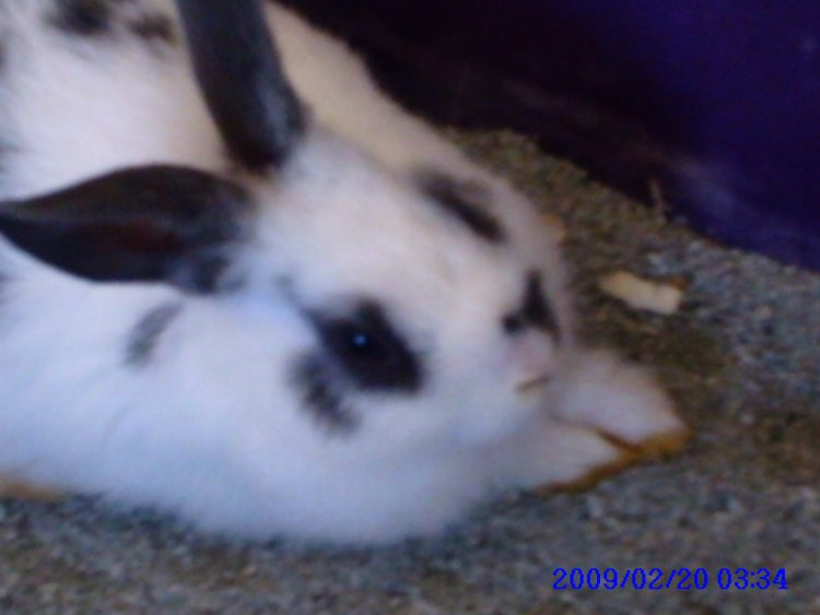 Name:  PICT0025.jpg
Views: 110
Size:  42.8 KB