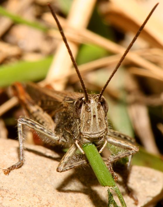 Name:  grasshoppa.jpg
Views: 85
Size:  51.3 KB