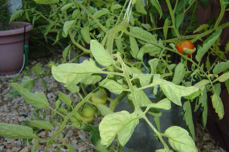 Name:  tomatoes and golf 2009 072.jpg
Views: 333
Size:  91.3 KB