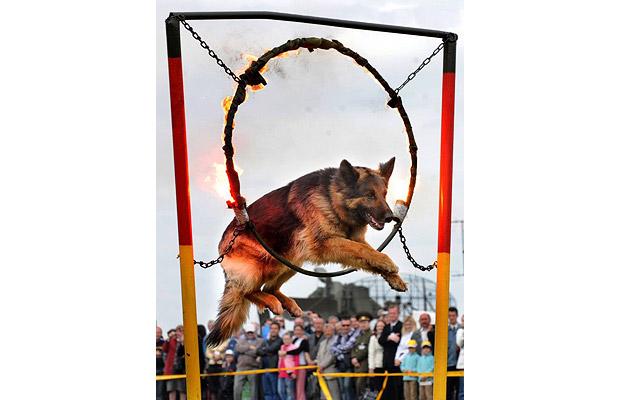 Name:  Military-dog-fire-_1406367i.jpg
Views: 109
Size:  30.8 KB