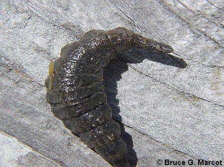 Name:  larva_A_02_s.jpg
Views: 1080
Size:  54.1 KB